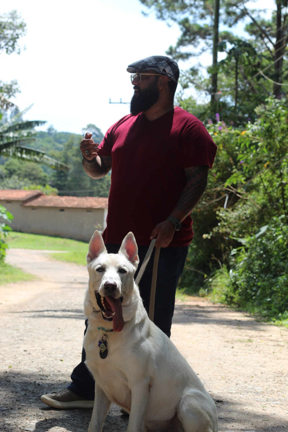 Condução de cão branco em campo aberto