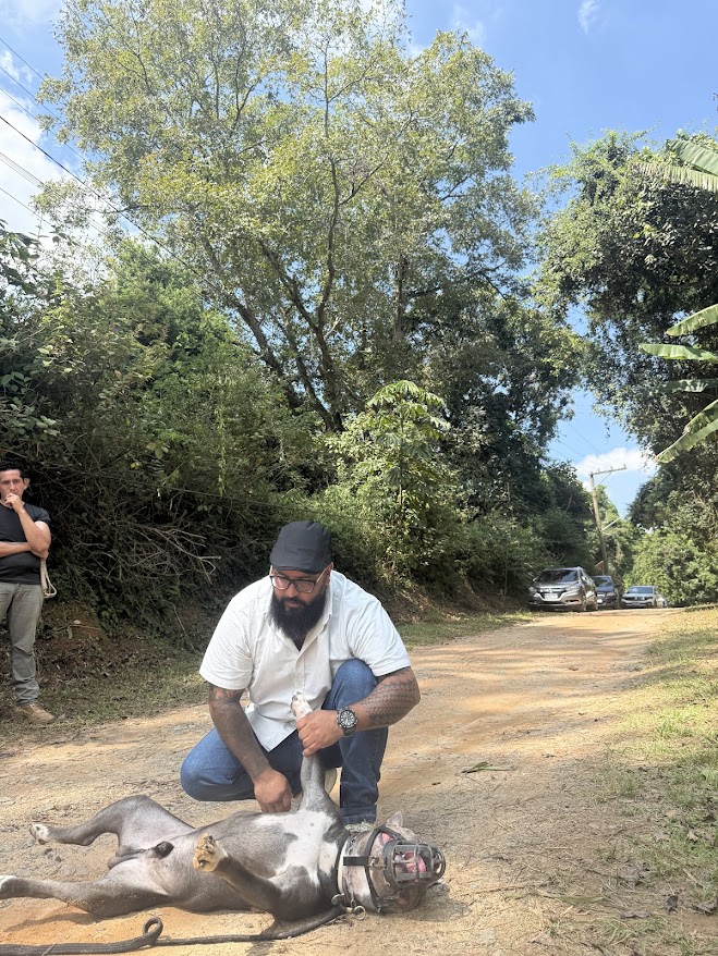 Trabalho de submissão com cão no chão